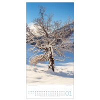 Kalender Bäume 2027